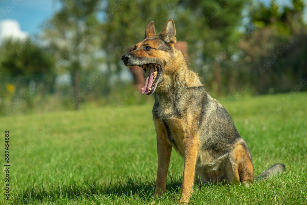 Deutscher Schäferhund im Herbst Deutscher Schäferhund im Herbst