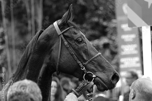 Portrait de cheval à Deauville © Anais Saint