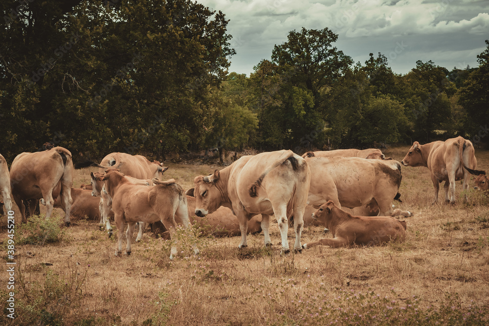 Aubrac cows in the field in French Lot