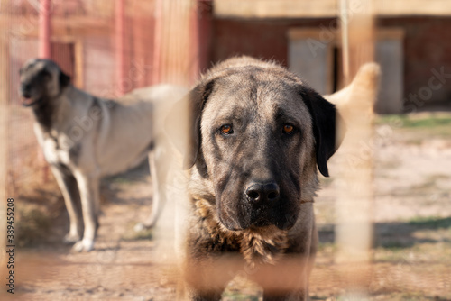 Beautiful anatolian shepherd dog (sivas kangal kopek/kopegi) is behind cage in a dog farm im Kangal city, Sivas Turkey. photo