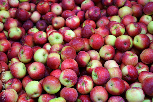 Fresh picked red apples background in the harvest season