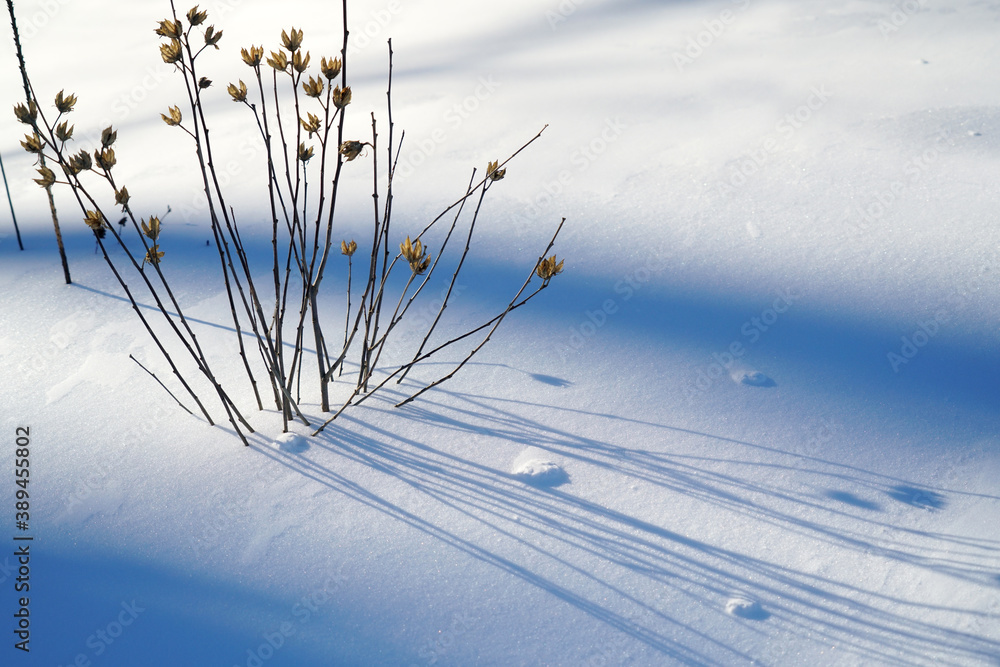 Fototapeta premium close up on plant and shadow on the snow