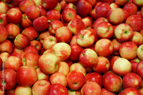 Fototapeta Naklejka Na Ścianę i Meble -  Fresh picked red apples background in the harvest season