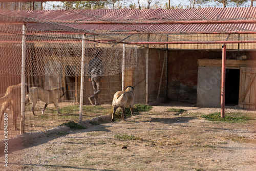 Beautiful anatolian shepherd dogs (sivas kangal kopek/kopegi) and their caretaker are behind cage in a dog farm in Kangal city, Sivas Turkey. photo