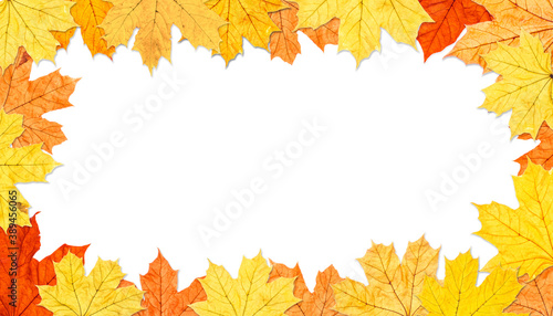 Frame of autumn maple leaves
