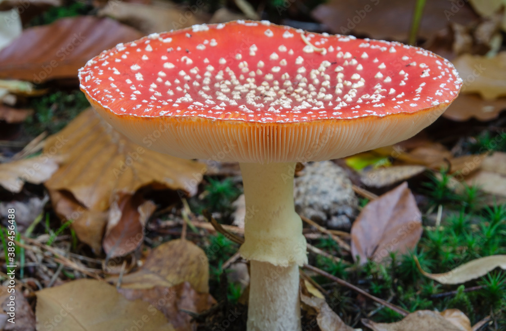 Fototapeta premium Fliegenpilz mit schönen Punkten - Der Fliegenpilz (Amanita muscaria), auch Roter Fliegenpilz genannt, ist eine giftige Pilzart aus der Familie der Wulstlingsverwandten.
