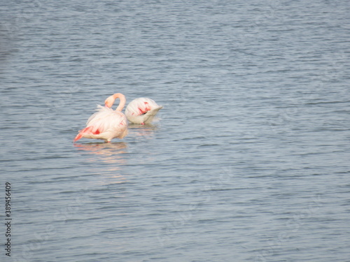 flamant rose