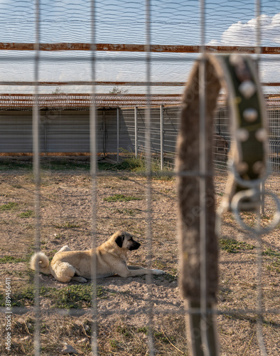 Beautiful anatolian shepherd dog (sivas kangal kopek/kopegi) is lying, sitting behind cage and .dog collar hangs on the fence in a dog farm im Kangal city, Sivas Turkey. photo