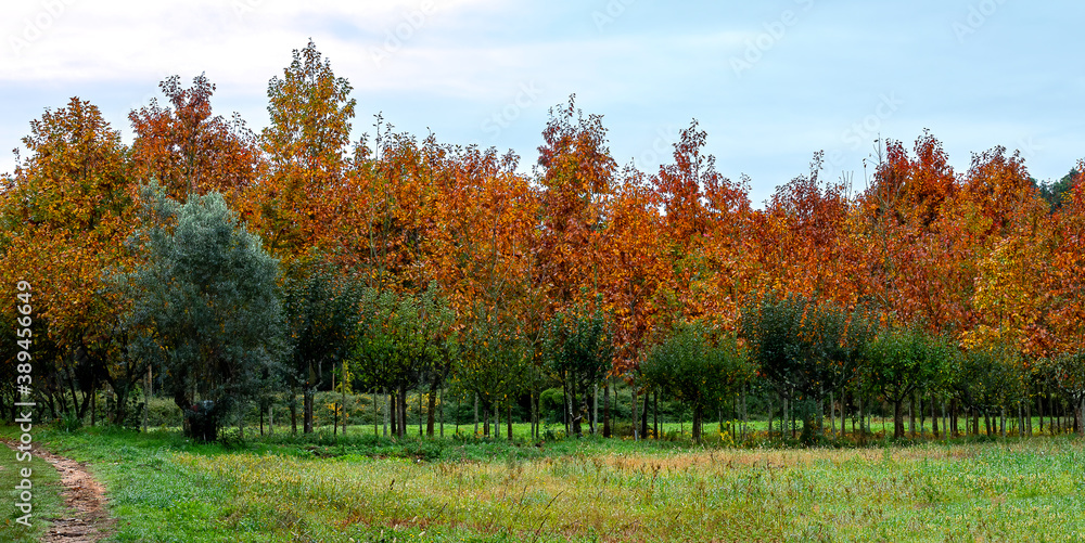 Outonal, árvores no outono