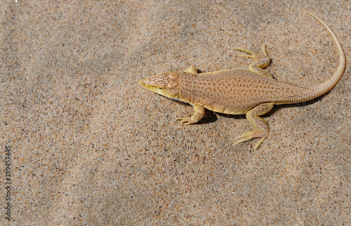 A Namib Desert gecko at attention, cooling off from the heat by lifting a foot at a time