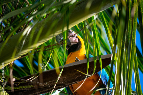 blue and yellow macaw eating on a branch