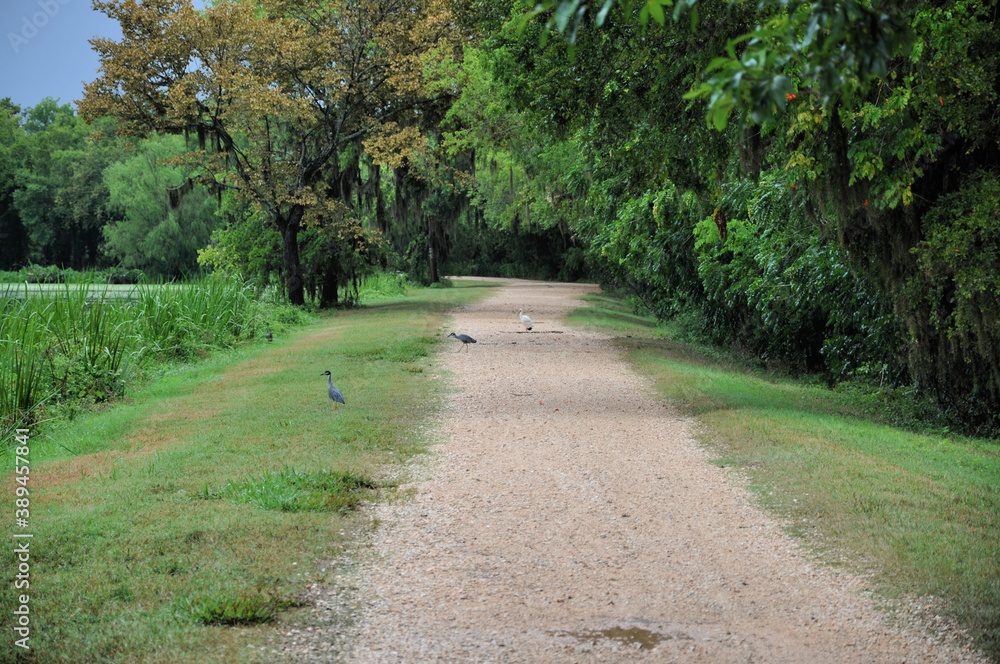 Path with birds in the Brazos Bend State Park, Needville Texas