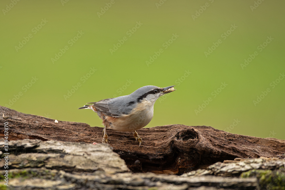 Nuthatch on the tree trunk. Nuthatch looks for food. Bird Watching during the autumn. Wildlife in a European forest. Nuthatch on the tree trunk. Nuthatch looks for food. Bird Watching during the autumn. Wildlife in a European forest.