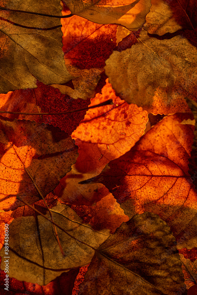 Some dried leaves of ocher and yellow colors Some dried leaves of ocher and yellow colors