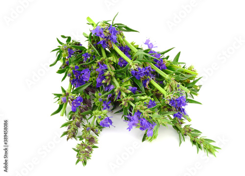 Fresh Hyssopus Officinalis Flower and Leaves. Hyssop Culinary Ingredient and Medicinal Herb Plant. Isolated on White Background.