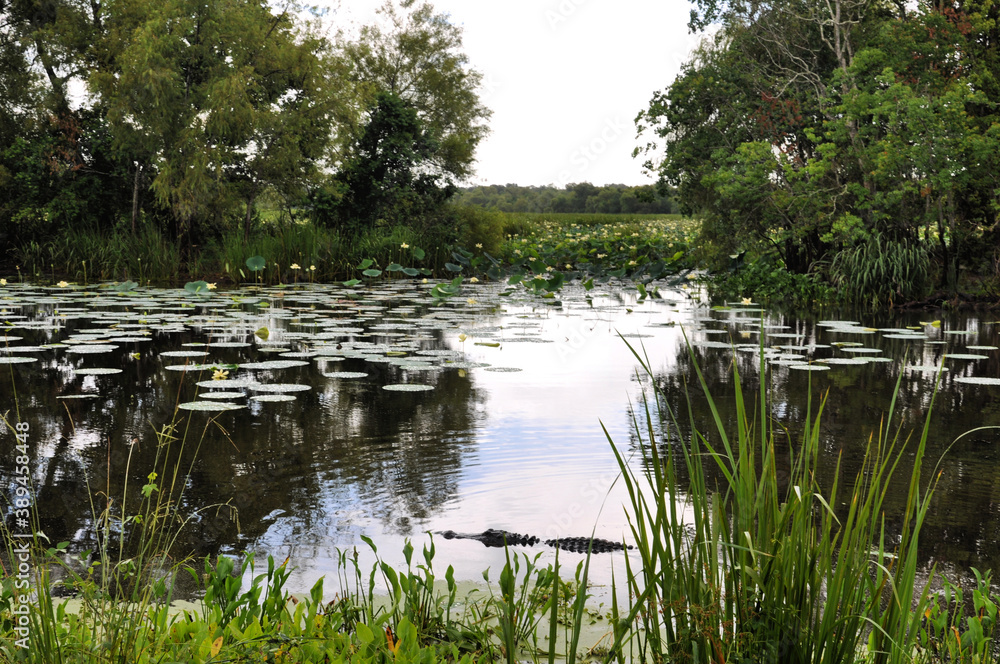 Obraz premium Swamp landscape with Alligator, Brazos Bend State Park, Needville, Texas