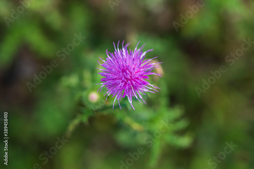 Blooming thistle on a green background. Photo flat lay