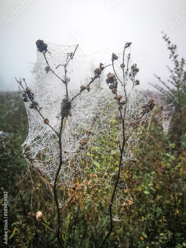 Fog on dry steppe plants