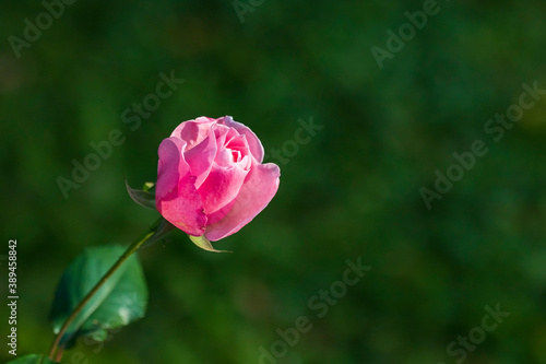 Wallpaper Mural Pink tea rose on a green background Torontodigital.ca