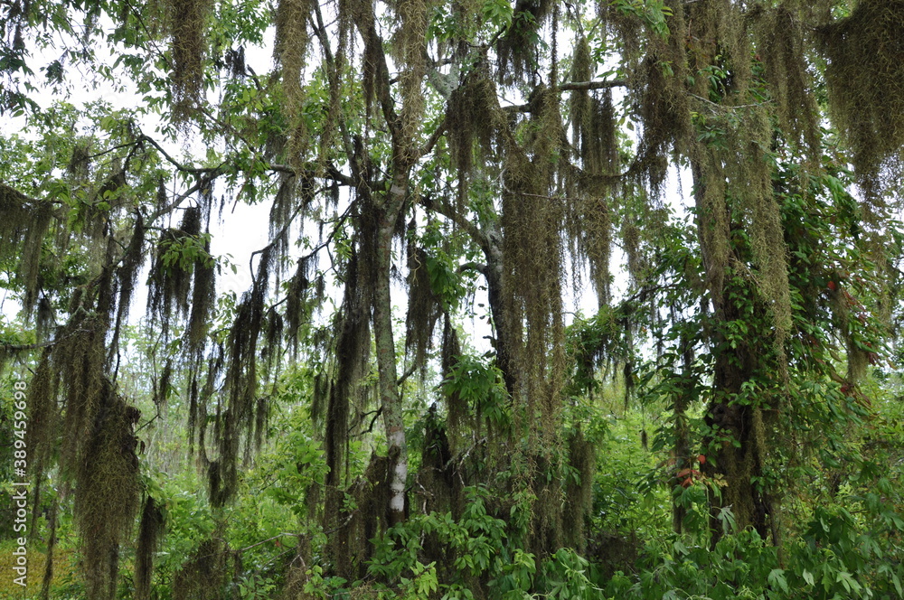 Trees full of Spanish moss, Brazos Bend State Park, Needville, Texas Trees full of Spanish moss, Brazos Bend State Park, Needville, Texas