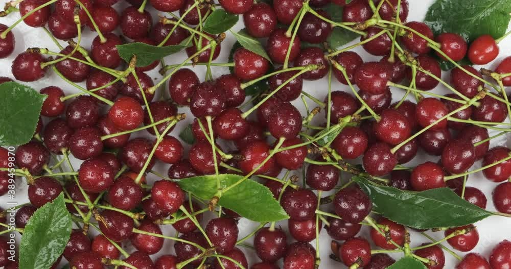 Rotation of a heap of cherries with green leaves, in dew drops. Rotation of a heap of cherries with green leaves, in dew drops.