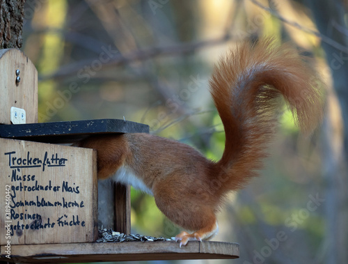 Eichhörnchen (Sciurus vulgaris) an Futterstation mit Trockenfutter