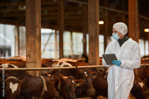 Portrait of mature veterinarian wearing mask while inspecting cows and livestock at farm