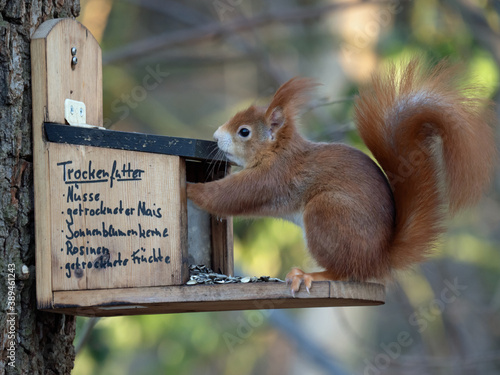 Eichhörnchen (Sciurus vulgaris) an Futterstation mit Trockenfutter