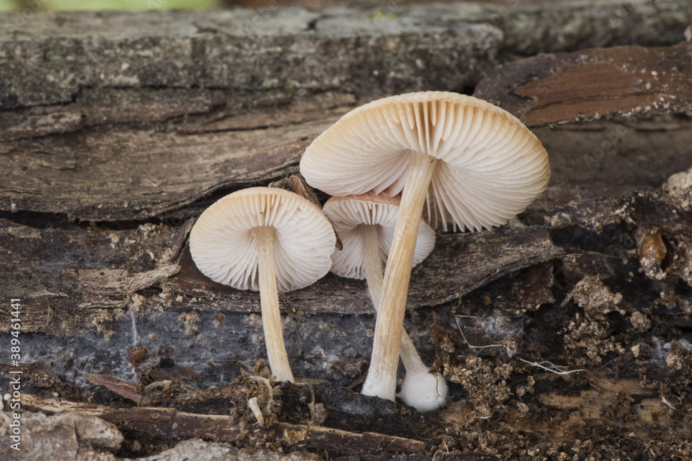 Pluteus boudieri semibulbosus inquilinus small mushrooms of brown color and pink cream blades growing on dead poplar trunk Pluteus boudieri semibulbosus inquilinus small mushrooms of brown color and pink cream blades growing on dead poplar trunk