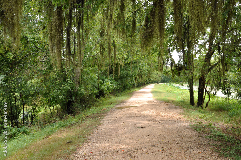 Brazos Bend State Park, Needville, Texas, a patch view with a spanish moss hanging from the trees

