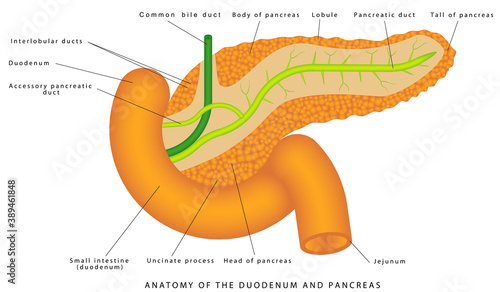 Duodenum and pancreas. Pancreas and duodenum location on a white background. Medical illustration of the internal organs, the pancreas and the duodenum location in the human body