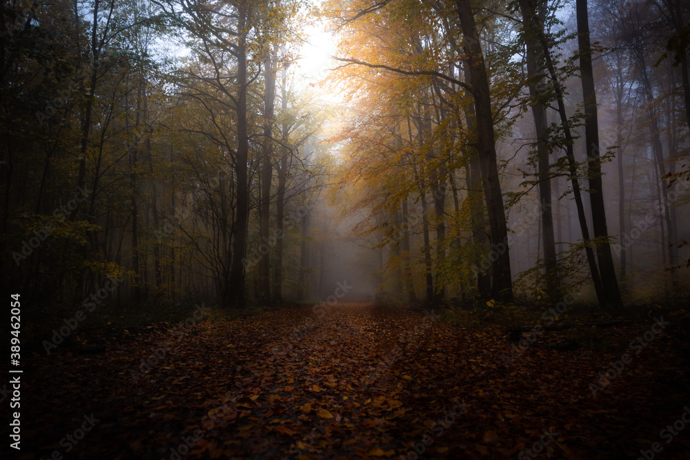 Mystic Wood Mystischwer Herbstwald mit Nebel forest in Fog Wald im Nebel mit gegenlich 