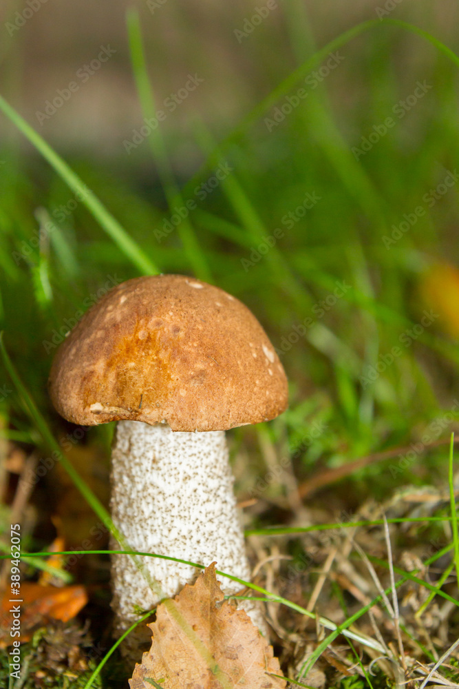 White mushroom in the forest grows on the grass White mushroom in the forest grows on the grass