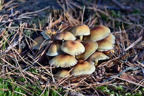 Hypholoma mushrooma are growing