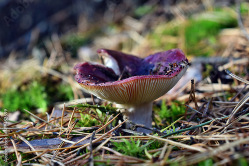 Red mushroom russula