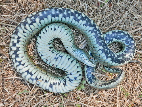 Fotografie closeup photography of a snake playing dead, feigning death, Natrix astreptophora (barred grass snake) also known as tonic immobility or thanatosis