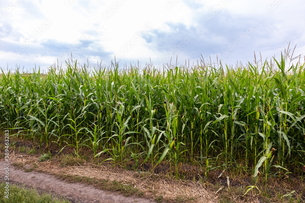corn field in the summer with sky and rural road corn field in the summer with sky and rural road