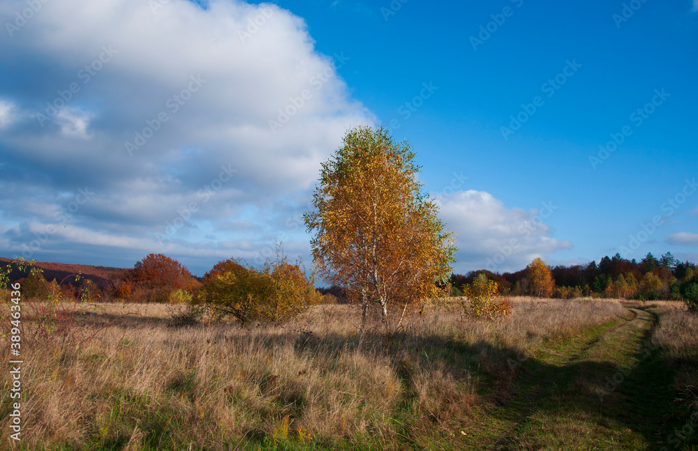 autumn landscape with trees autumn landscape with trees