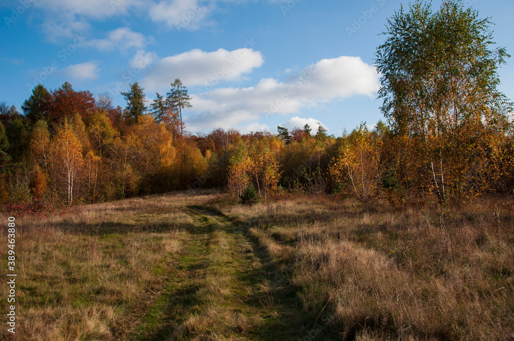 autumn forest in the autumn