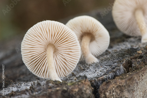 Pluteus boudieri semibulbosus inquilinus small mushrooms of brown color and pink cream blades growing on dead poplar trunk