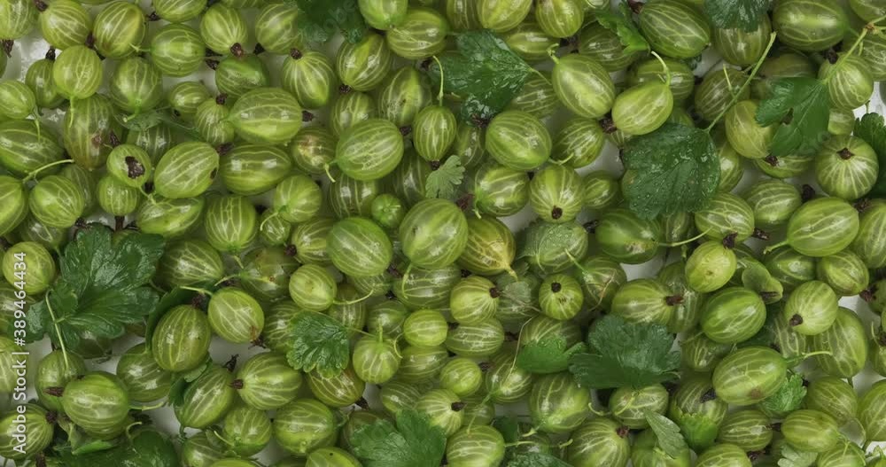 Rotation of a heap of gooseberries with green leaves, in dew drops. Rotation of a heap of gooseberries with green leaves, in dew drops.