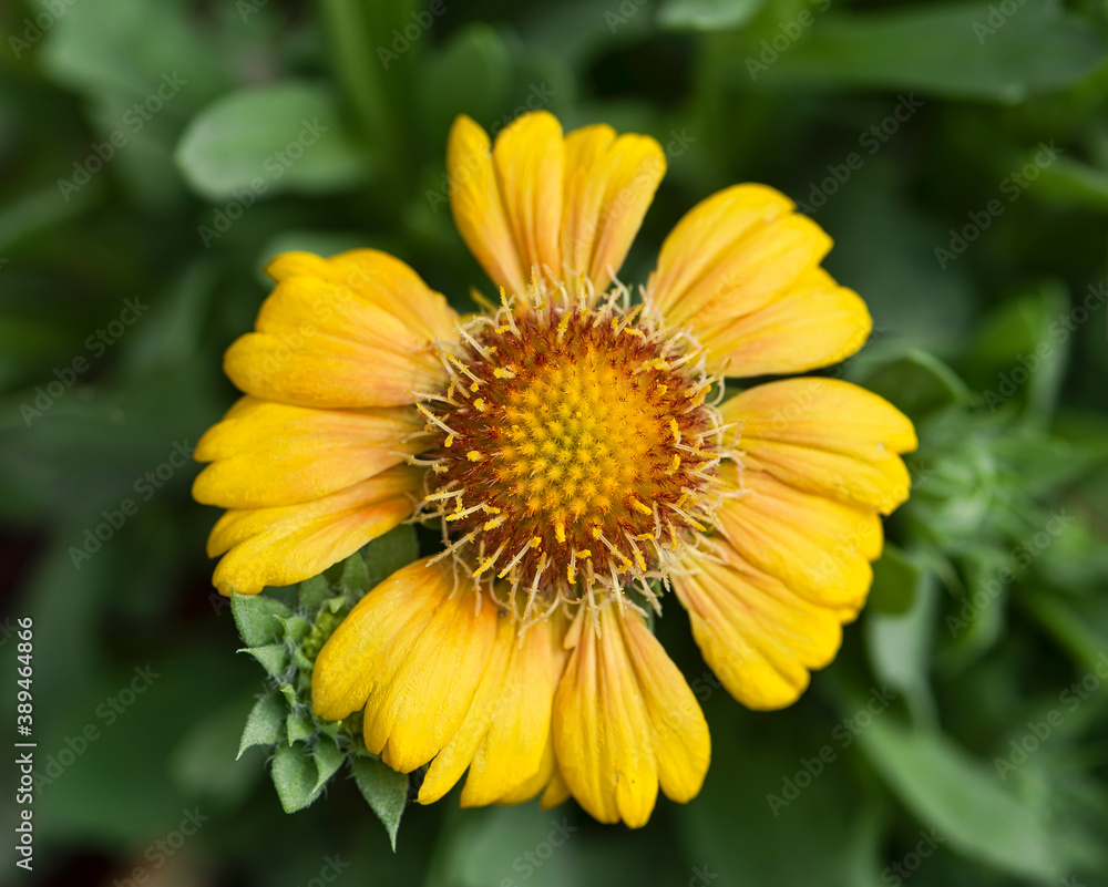 Mesa Peach Blanket Flower in a garden Mesa Peach Blanket Flower in a garden