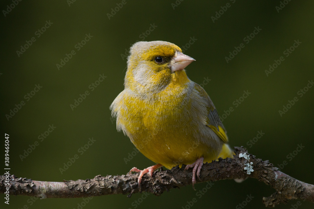 Male Greenfinch, Chloris chloris perched on a small branch during springtime in Estonian boreal forest, Northern Europe. 