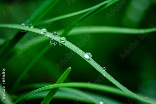 Closeup of water drop on Chinese chive 