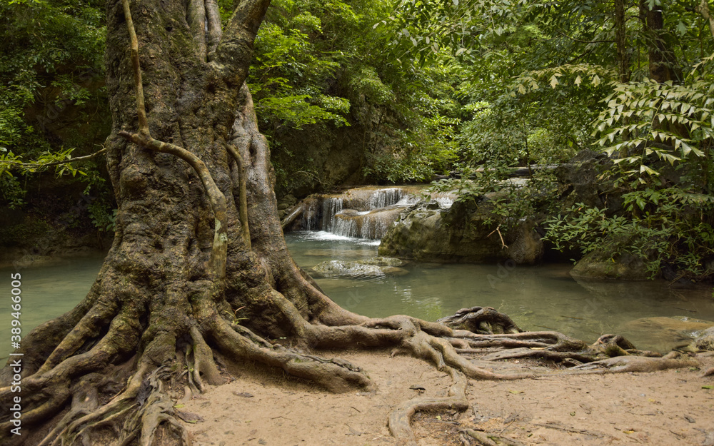 Jungle in Thailand