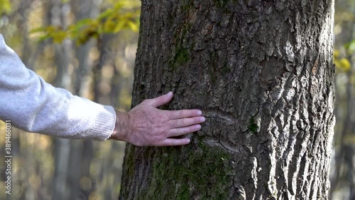 Drawing of human head on bark oak tree - (4K)