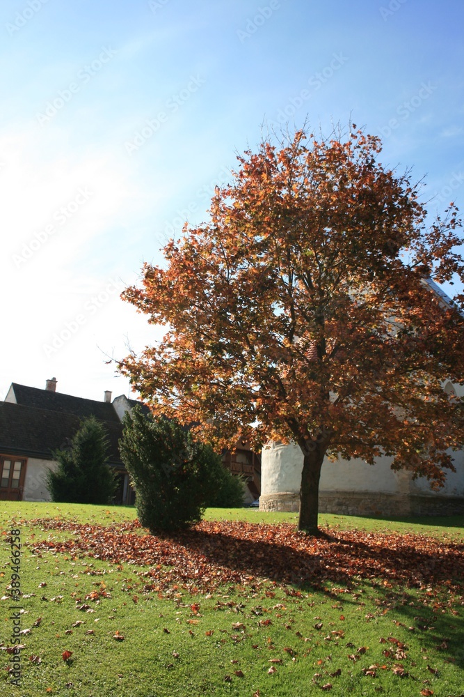 autumn in the park