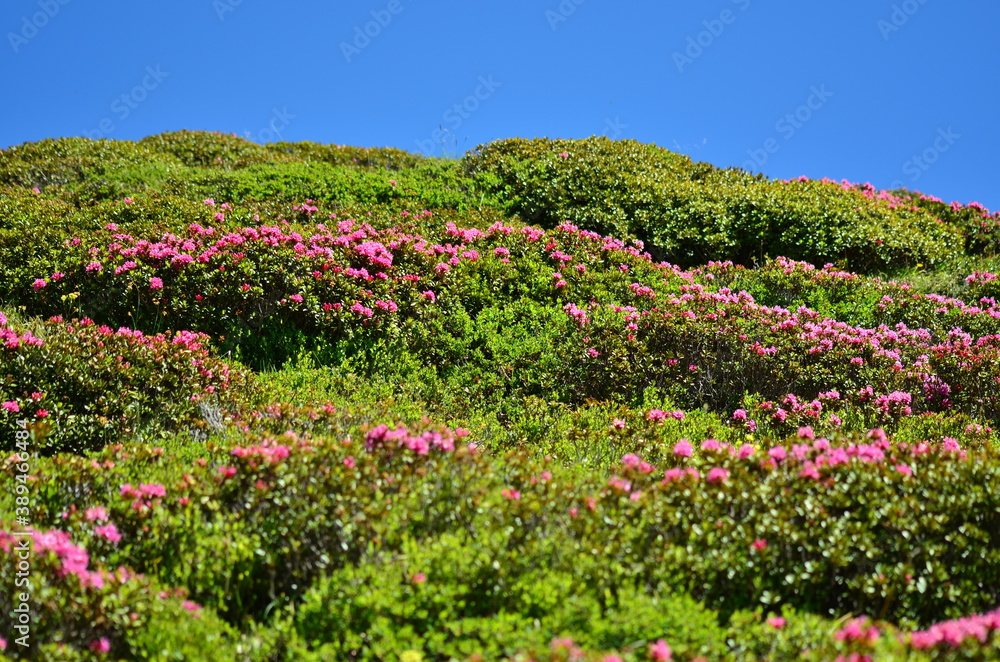 Rhododendron in the Vanoise National Park, French Alps