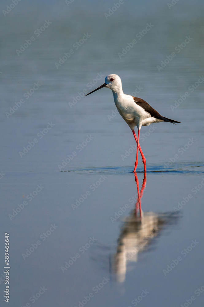 Black-winged stilt or Himantopus himantopus wades in marshland Black-winged stilt or Himantopus himantopus wades in marshland