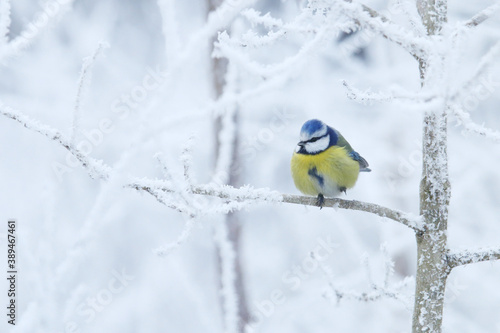 Small European songbird Blue tit, Cyanistes caeruleus stopping on a frosty branch during a cold winter day in Estonian boreal forest.